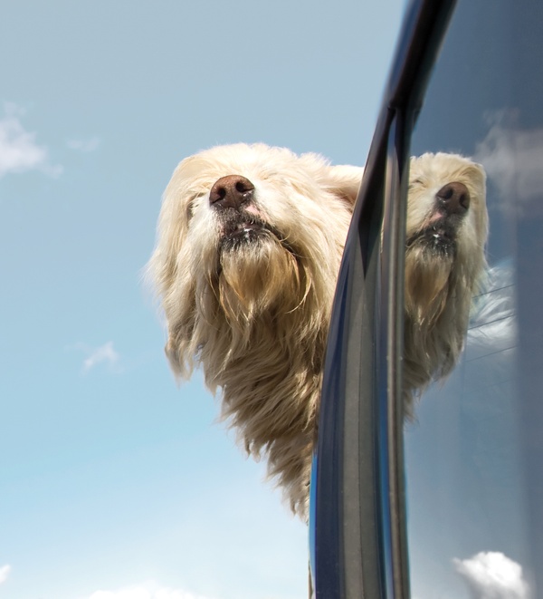 The signs of car sickness in dogs