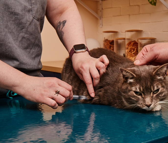 Vet with pet in exam room