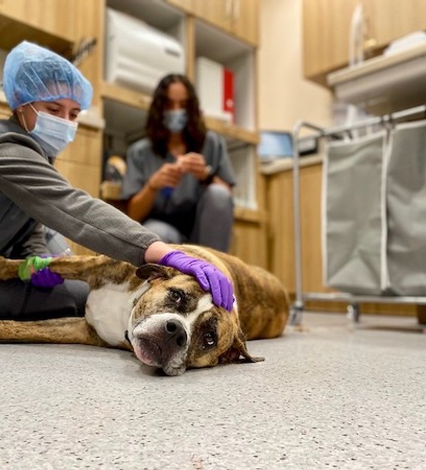 ACL Repair at Bond Vet