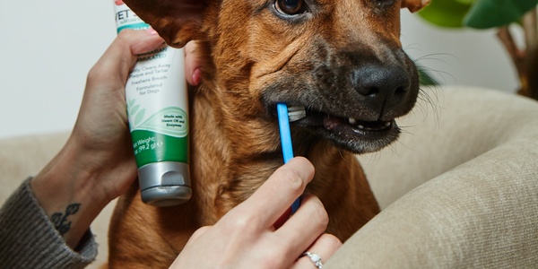 Periodontal Disease in Dogs: Causes, Symptoms, and Treatment