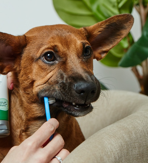 Dog brushing teeth