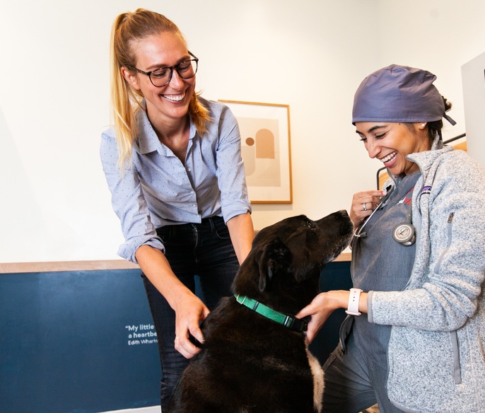 Vet with pet in exam room