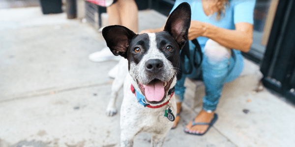 How Much Exercise Does a Dog Need? Tips for All Life Stages