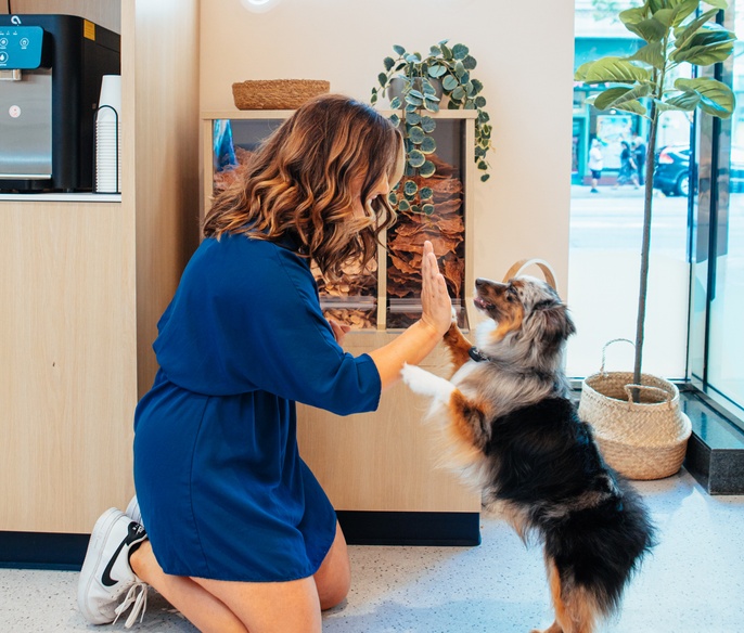 Dog high fiving owner near the treats in the lobby of Bond Vet - Bethesda