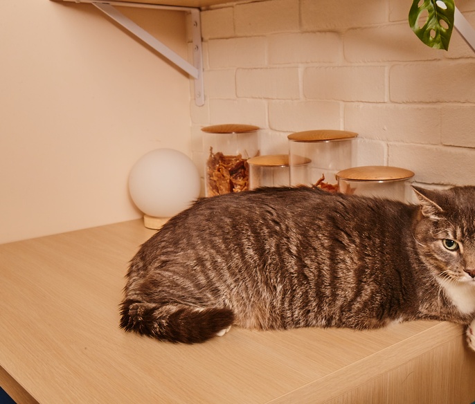 Cat laying down in exam room at Bond Vet - Logan Circle