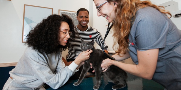 Cat Reproduction: Heat Cycles, Pregnancies, and More