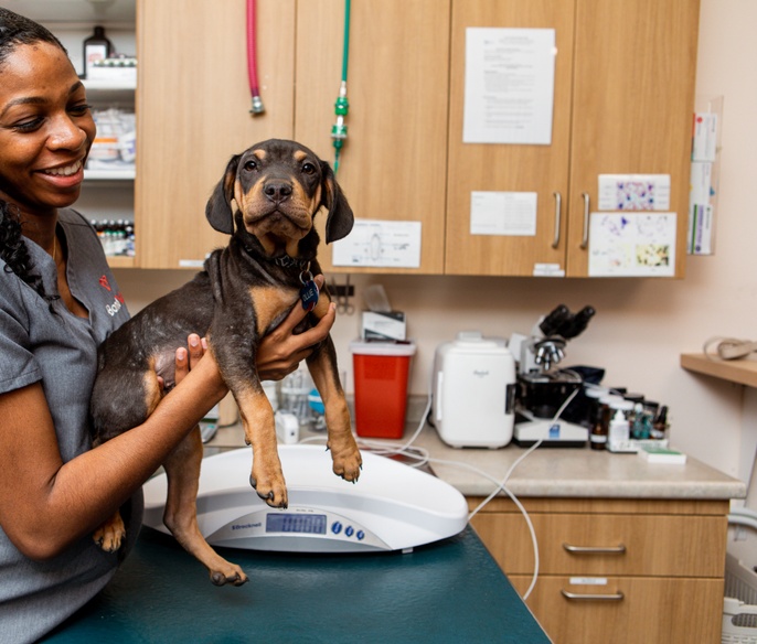 Veterinarian examining a pet