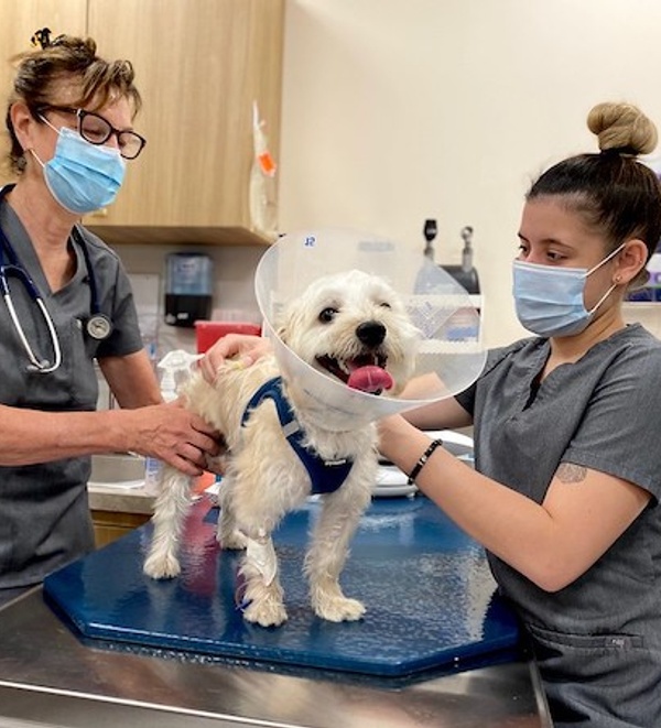 FHO for dog and cats_orthopedic surgery