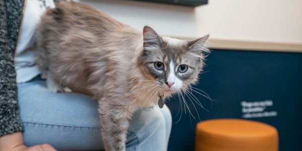  8 Ways to Reduce Cat Shedding