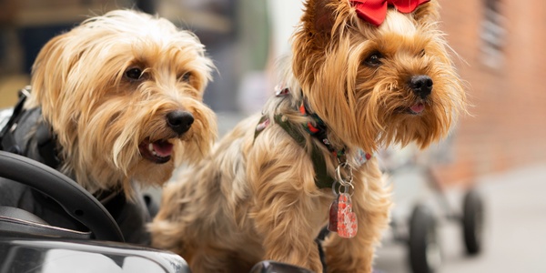 6 Parade Safety Tips for Pet Parents