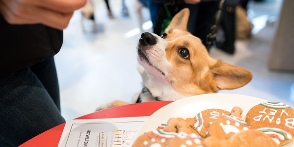 8 Pet-Friendly Thanksgiving Foods