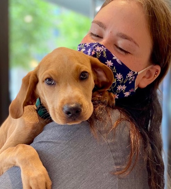 Urogenital surgeries at Bond Vet