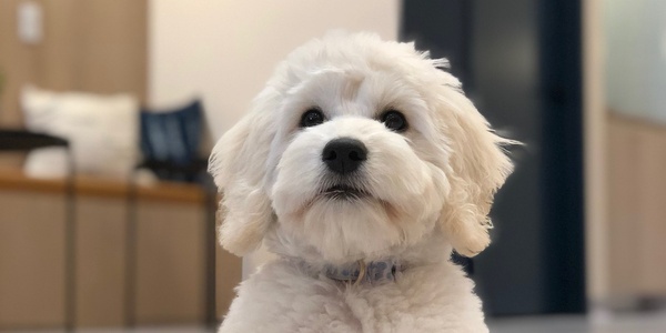 Reverse Sneezing in Dogs