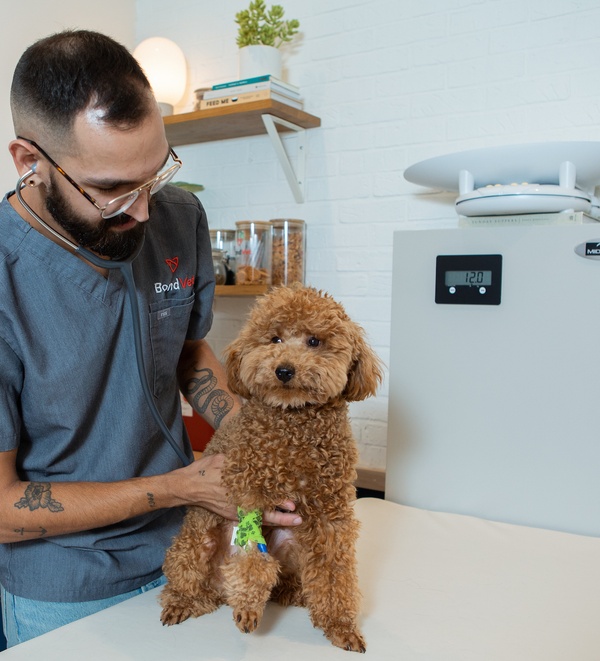 Veterinary Technician examining a pet at Bond Vet