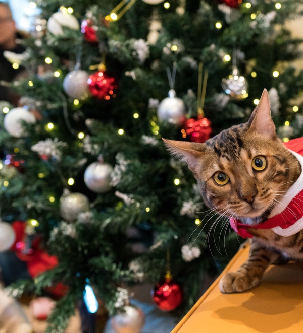 A cat in front of a Christmas tree at Bond Vet: Pet-friendly holiday decorating tips