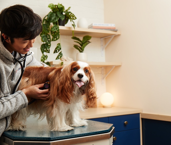 Veterinarian examining a pet