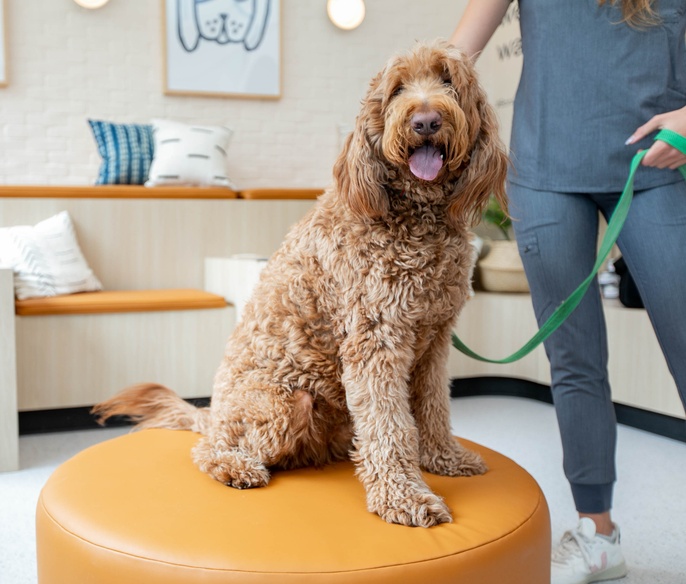 Pet in clinic lobby