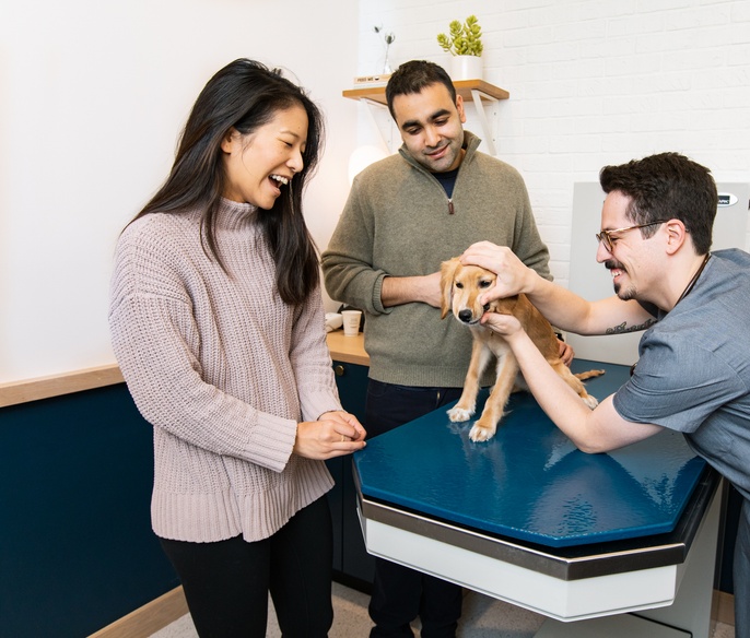 Veterinarian examining a golden puppy in front of its owners at Bond Vet - Gold Coast