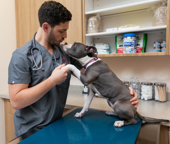 Veterinarian examining a pet