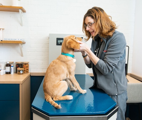 Veterinarian examining an animal
