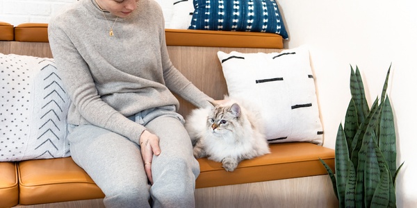 Amputation in Dogs & Cats