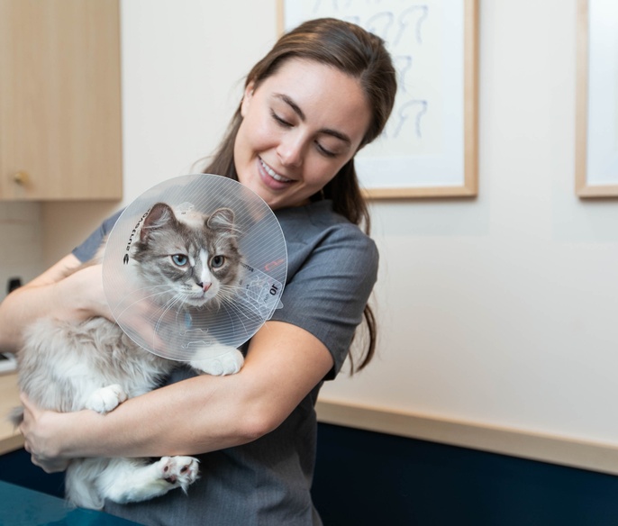 A cat in a collar being examined by a veterinarian at Bond Vet - Alexandria