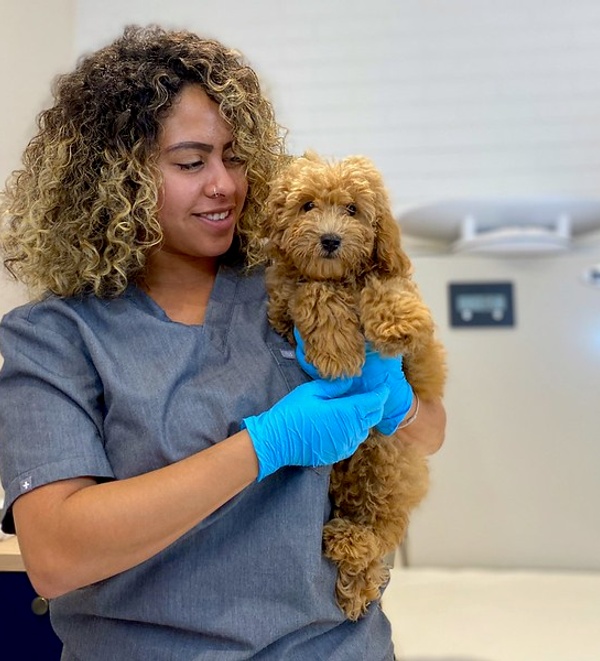 Aural hemotoma in dogs