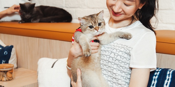 Raising a Kitten: How to Help Them Grow Into a Healthy, Well-Adjusted Cat