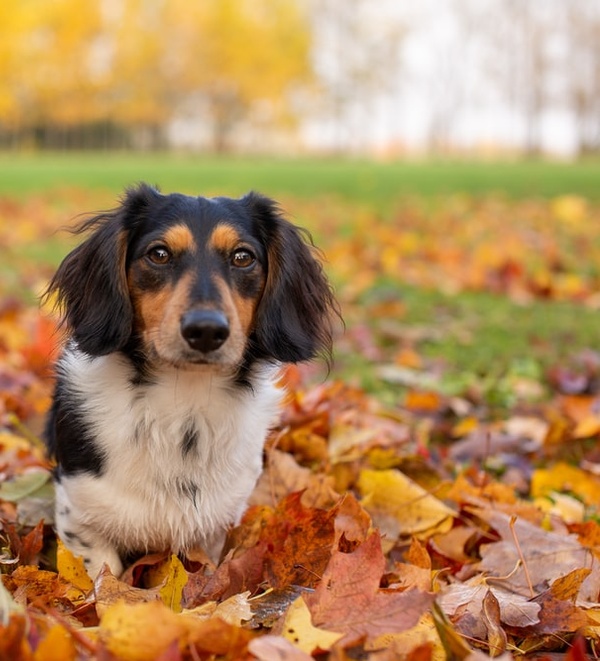 fall allergy in dogs