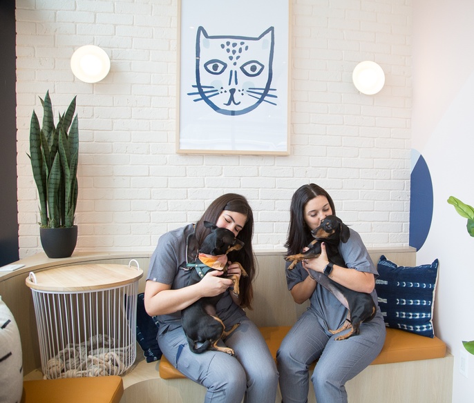 Vets with pets in lobby