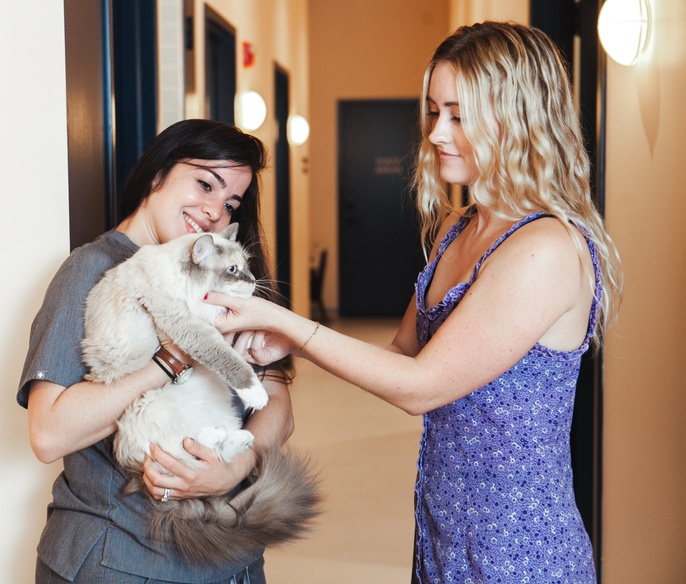 Cat being handed back to its owner by a veterinarian at Bond Vet - Lakeview