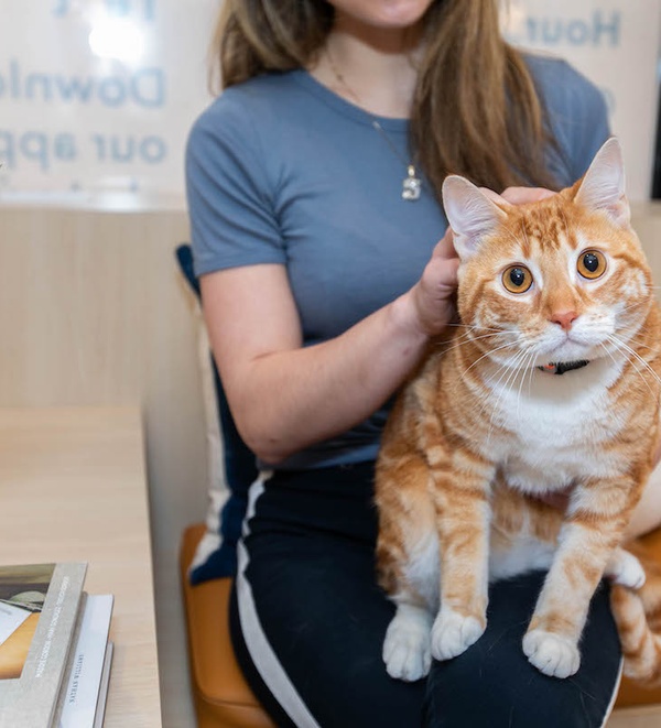 Diabetes in Cats: Diagnosis, Treatment, and Management
