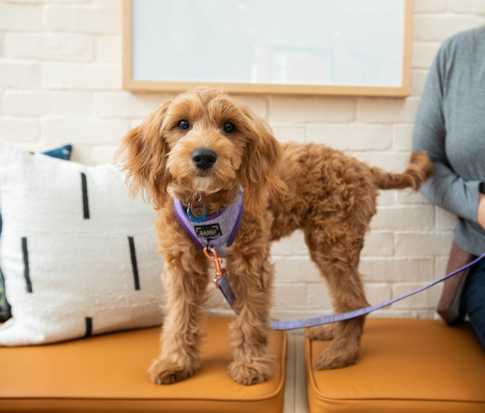 Puppy and its owner in the lobby of Bond Vet - Logan Circle