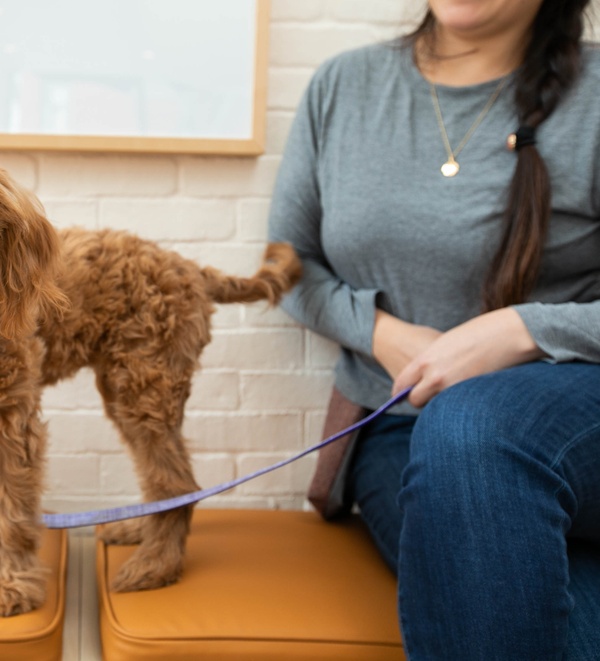 Chicken allergy in dogs