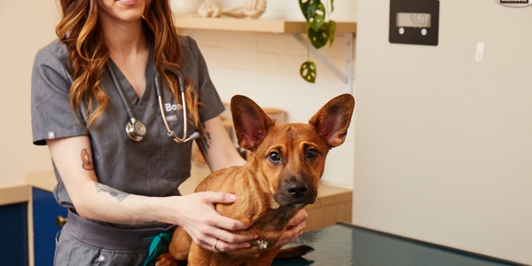 Why Is My Dog Throwing Up Blood?