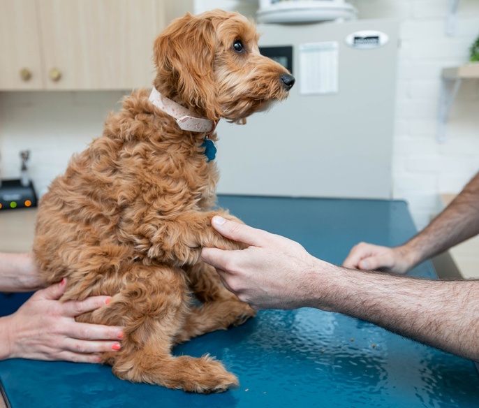 Dog in exam room on the scale
