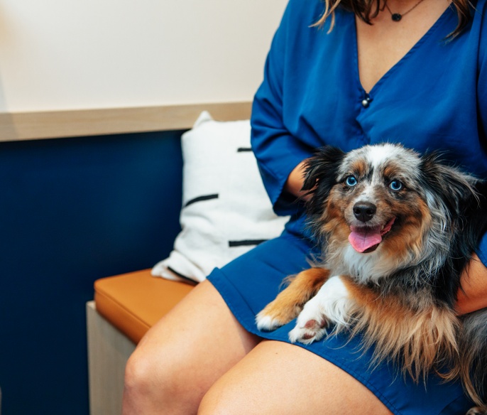 Pet with pet parent in examination room