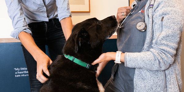 Allergies in Dogs: Common Allergens & Treatment