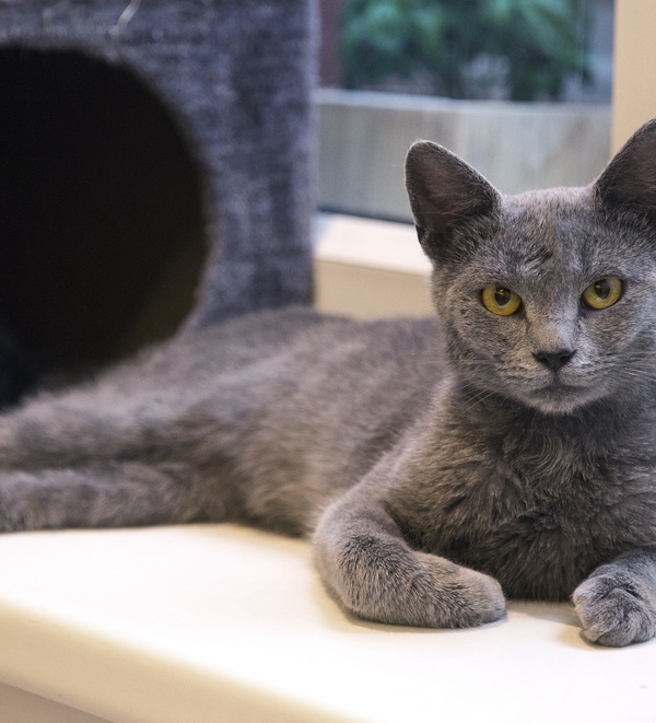 How to Travel with a Cat