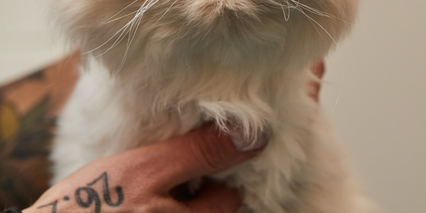 Tips for Introducing a New Cat to Your Home