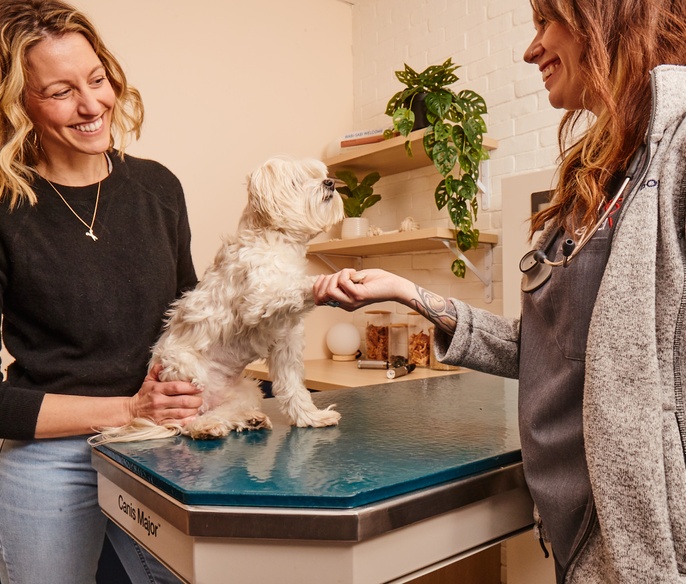 Veterinarian examining a dog with its owner at Bond Vet - Bethesda